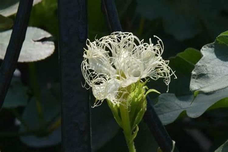 瓜蒌花果期管理技术