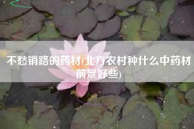 农村种植什么药材不愁销路一亩地利润有多少