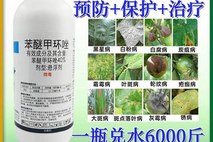 植物细菌病用什么农药好？