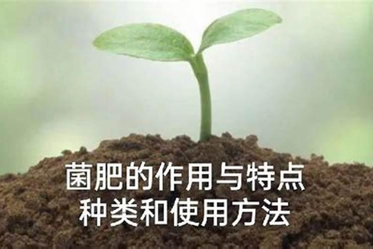 掌握土壤之钥：正确使用菌肥的科学指南