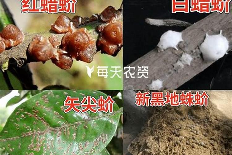 战胜果园之害：芒果蚧壳虫防治全攻略