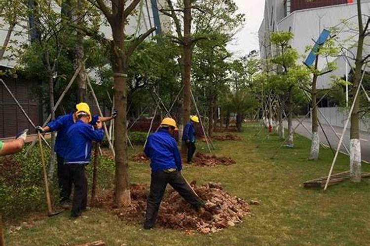 夏季园林种植工程中苗木无故死亡的原因