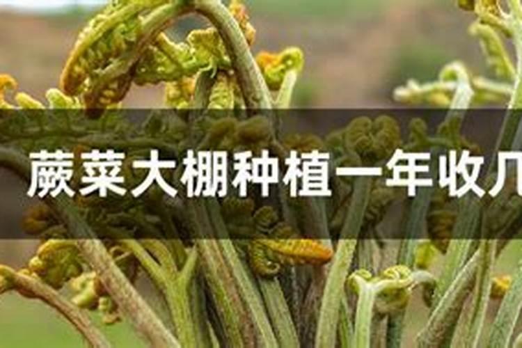 大棚种植蕨菜出土易老化