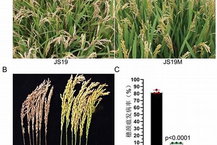 揭秘稻瘟病：水稻的隐形杀手