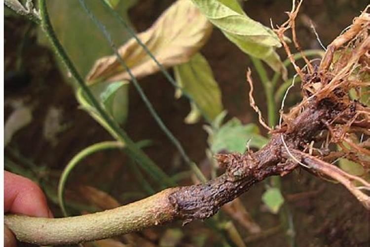 战胜番茄茎基腐病：防治策略与实践