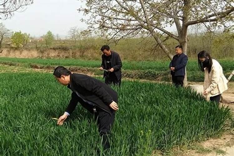 油松的守护者：锈病防治的智慧与实践