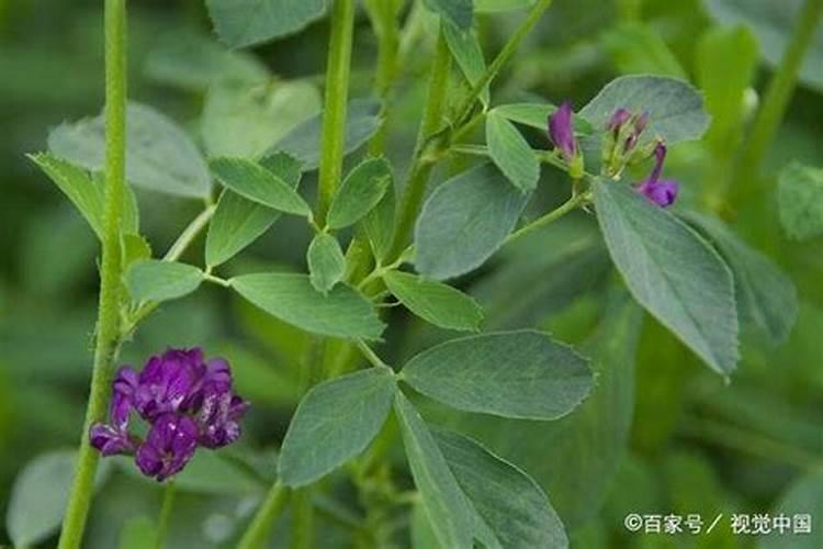 紫花苜蓿的种植方法紫花苜蓿种植技术