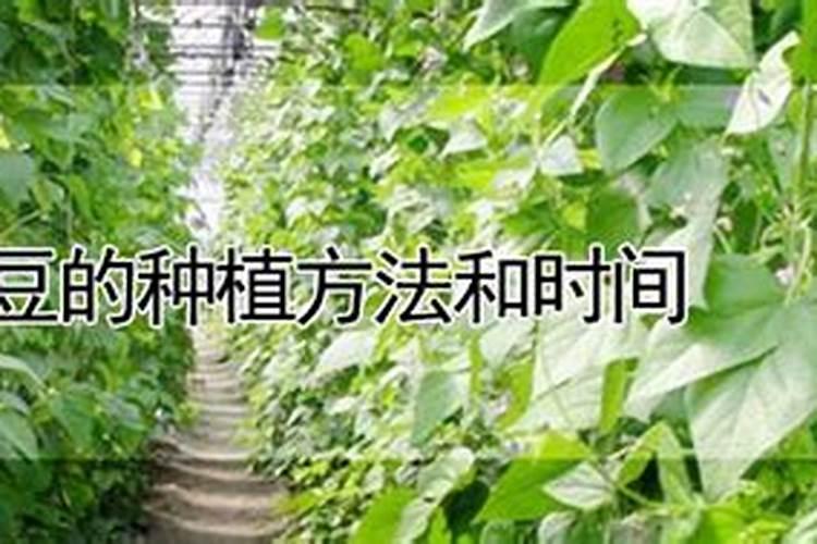 饭豆的种植方法和时间？