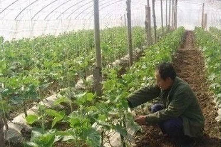 大棚蔬菜沤根防治：策略与实践