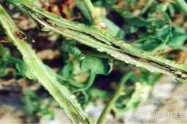 战胜绿色杀手：番茄青枯病的根治之路