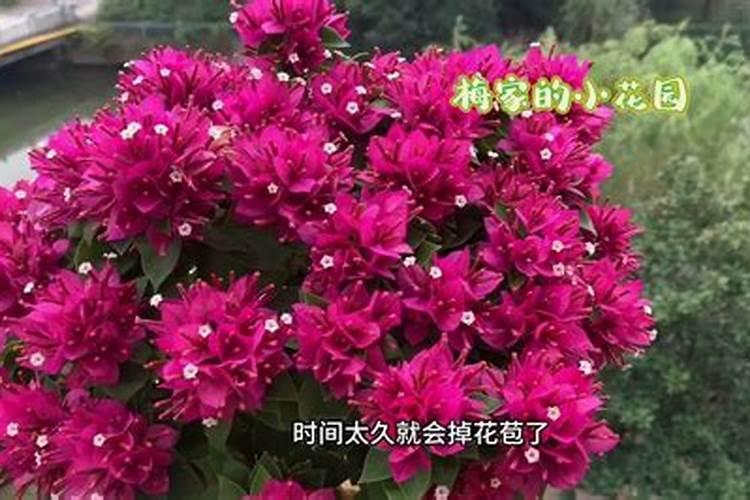 三角梅掉花苞的原因？三角梅为什么掉花苞