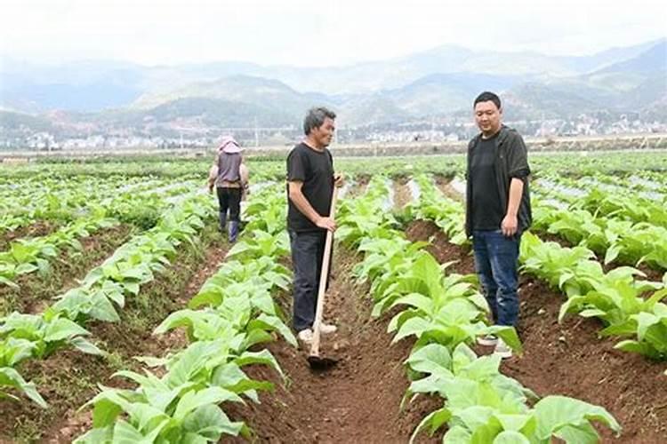 坡改梯土壤种植烤烟的施肥技术要点解析