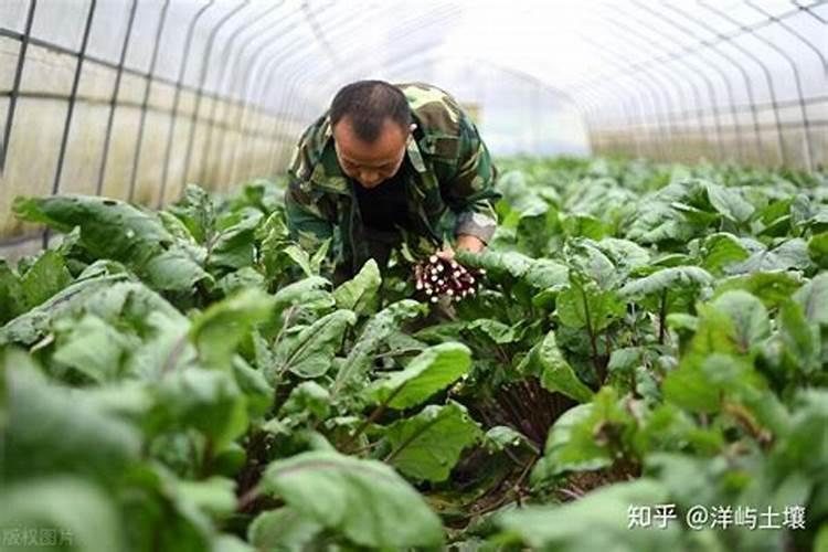 种菜发生了病虫害,不想使用农药来防治,可以使用哪些自制土农药？