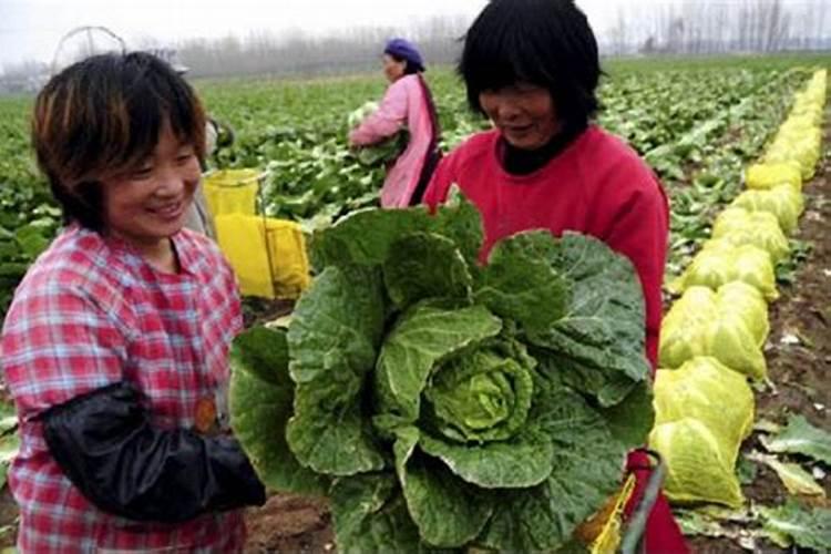 掌握白菜采种技术，确保优质种子供应