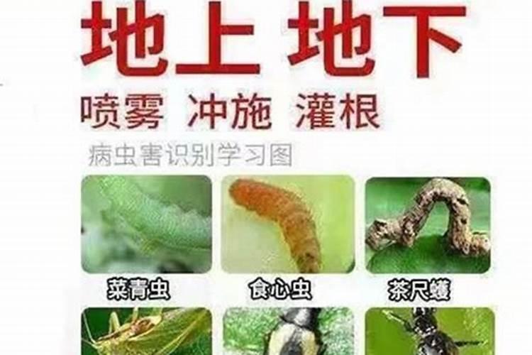 守护甘薯：有效防治地下害虫的农药选择