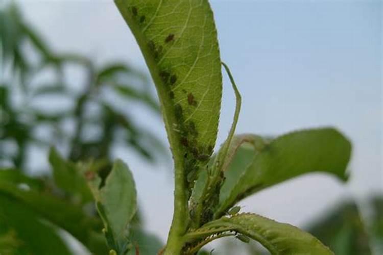 不同药剂防治甘蓝蚜虫效果？