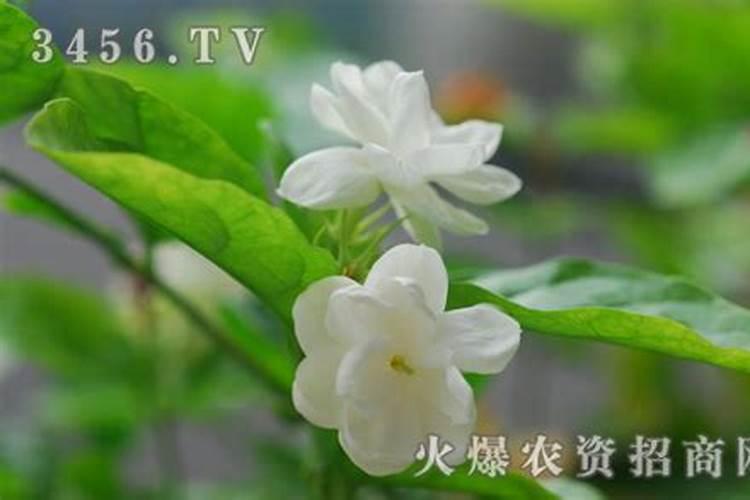 守护芬芳：如何防治茉莉花病虫害？