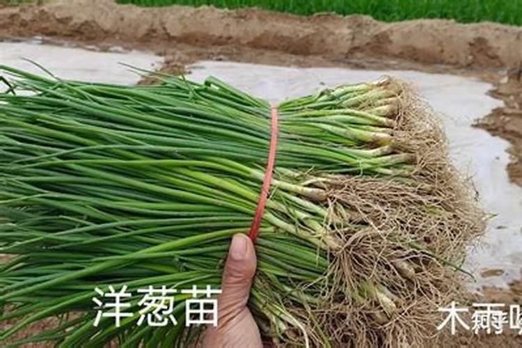 洋葱什么时候播种？种植洋葱需要注意什么？