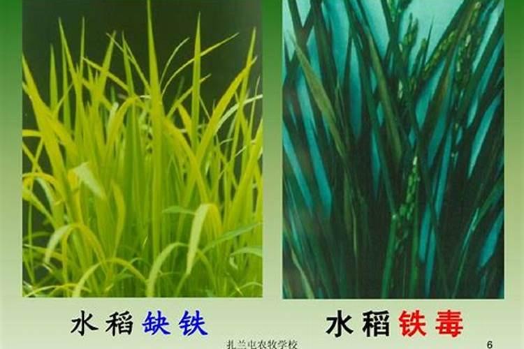 菠萝缺素症防治方法？