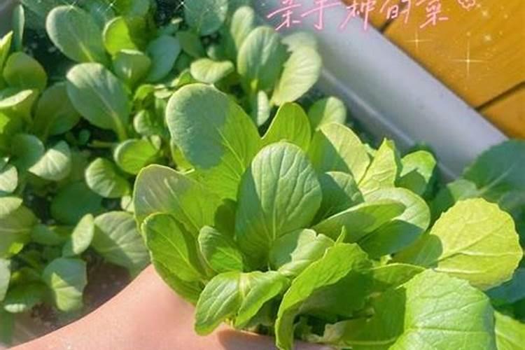 春季马铃薯种植指南：技巧与方法？