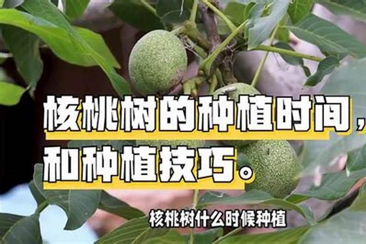 揭秘核桃树的种植奥秘：最佳时机与技巧大公开