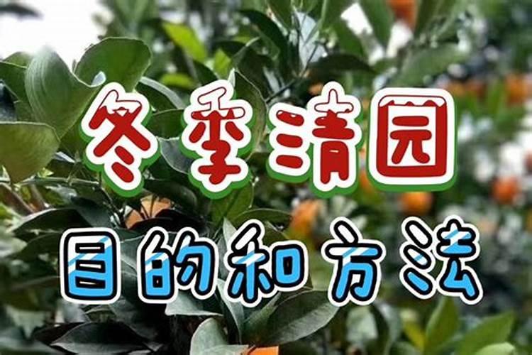 果园冬季清园的原因是什么？