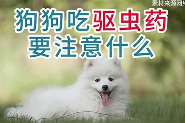 狗狗吃驱虫药要注意什么