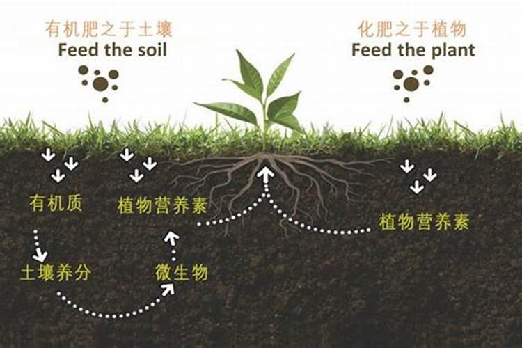 有机硅肥料有什么作用