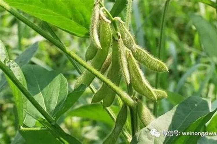 花生结荚不大是什么原因？