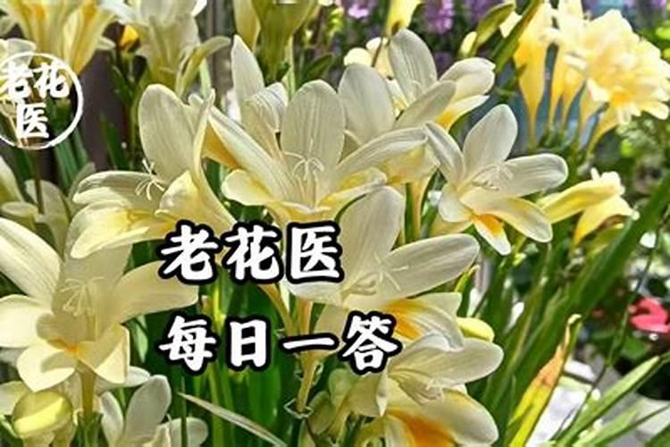 花根生虫子怎么办？