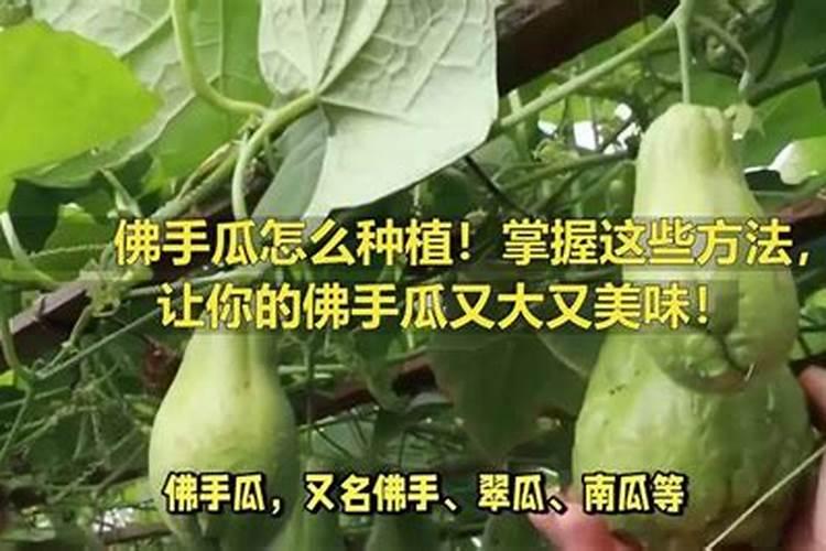 揭秘佛手瓜嫁接技术：掌握这些方法，让种植更轻松？