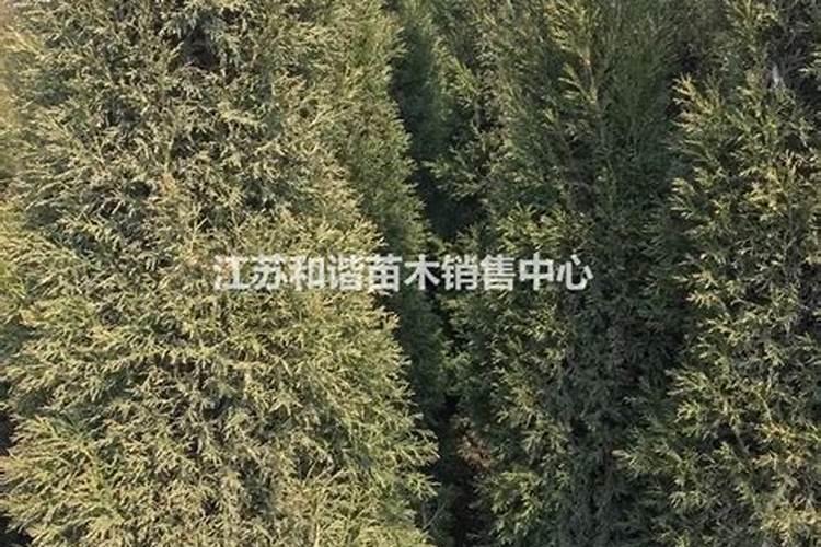 六米高的蜀桧价格是多少呢？