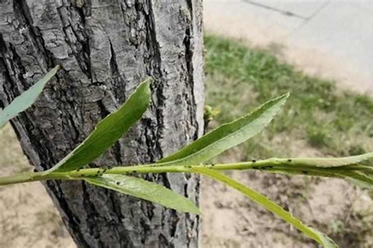 柳树种植的病虫害防治