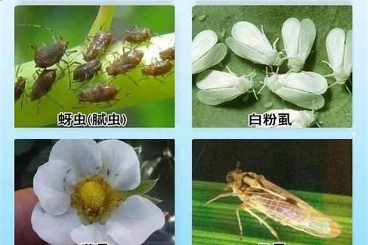 战胜田间小敌：棉花生虫与白飞虱的有效防治策略