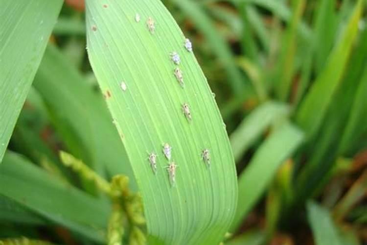 守护稻穗——水稻分蘖期稻飞虱防控的关键指标