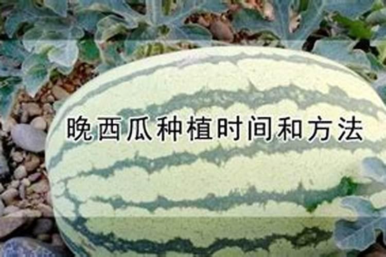 揭秘晚西瓜高效种植之道：时间与方法全攻略？