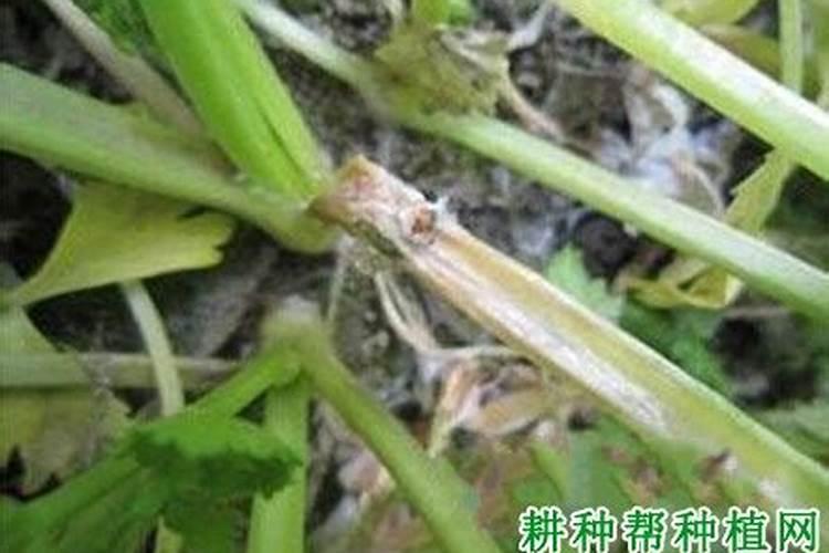 绿色守护：有效防治芫荽菌核病的农药选择