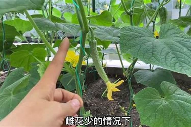 促黄瓜多开雌花一法？