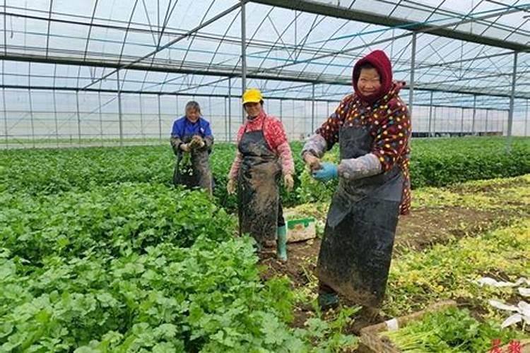 冬春芹菜如何应对雨雪低温天气？