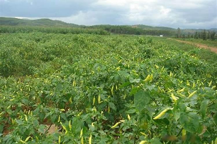 野山椒高效益栽培管理技术