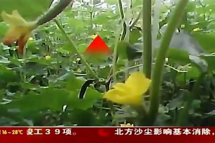 黄瓜种植用的生长剂含避孕药？