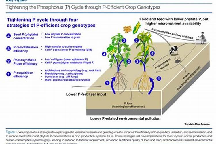磷肥的流失之谜：高效使用与环境平衡的艺术
