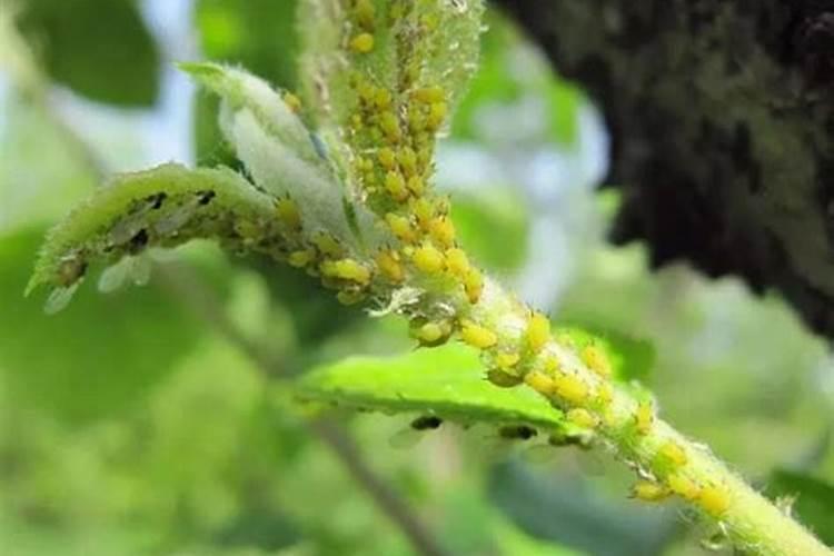 绿色护卫：葛根蚜虫的药剂防治策略