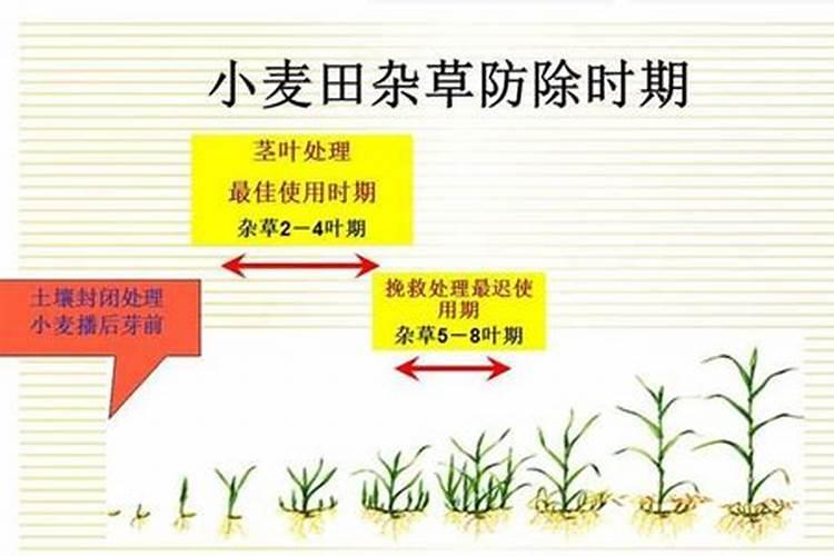 秧田杂草的发生特点及防治技术有哪些？