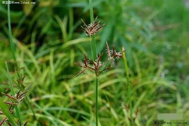 草坪中莎草科杂草的发生特点及如何防治