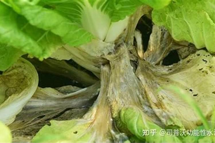 蔬菜菌核病怎样防治？蔬菜菌核病的防治方法