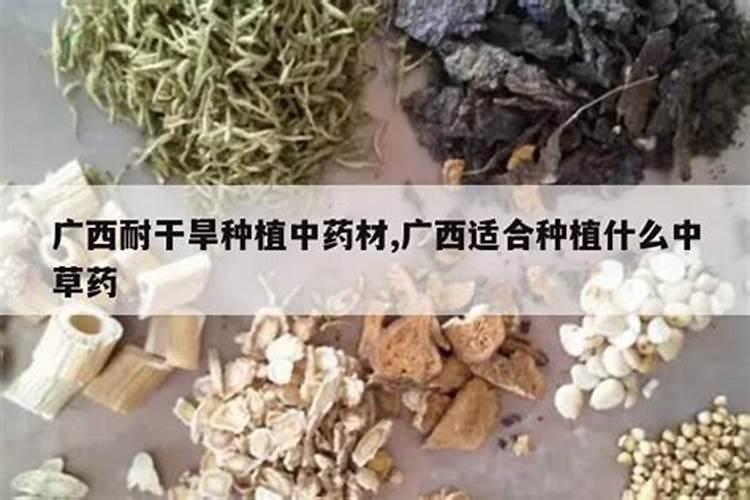 绿水青山间的珍贵宝藏：广西药材种植探秘