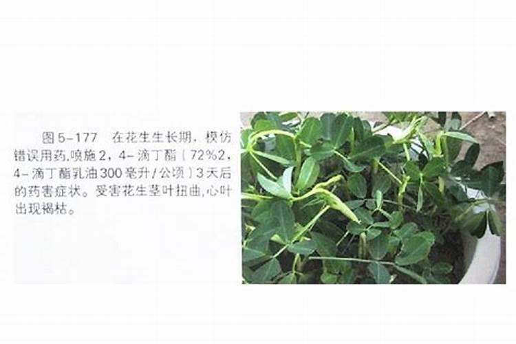 花生除草剂药害有什么症状和防治办法？