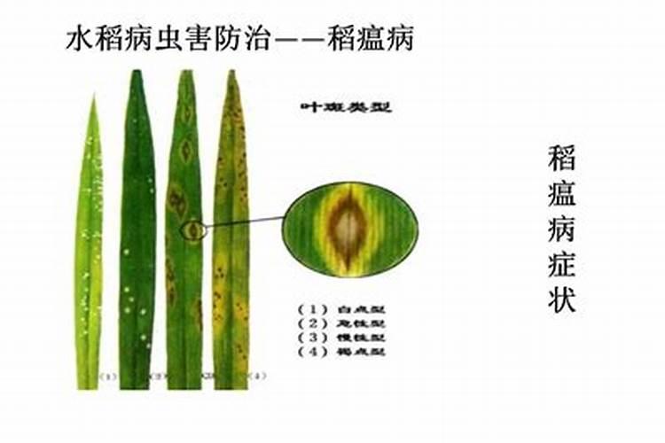 守护绿波荡漾：探秘防治早稻中后期病虫害的特效药