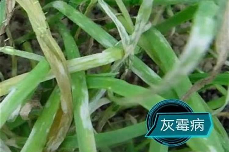 韭菜干叶病预防方法？